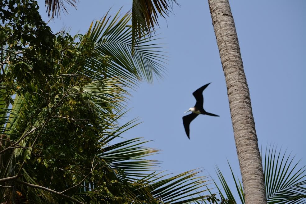 Magnificent Frigatebird - ML579772491