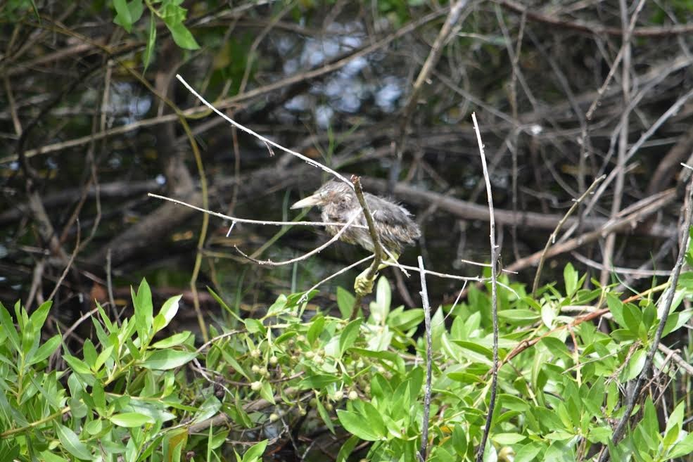 Striated Heron - ML579772761