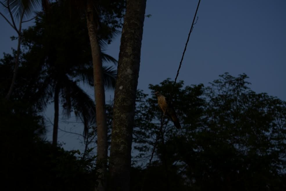 Yellow-headed Caracara - ML579773421