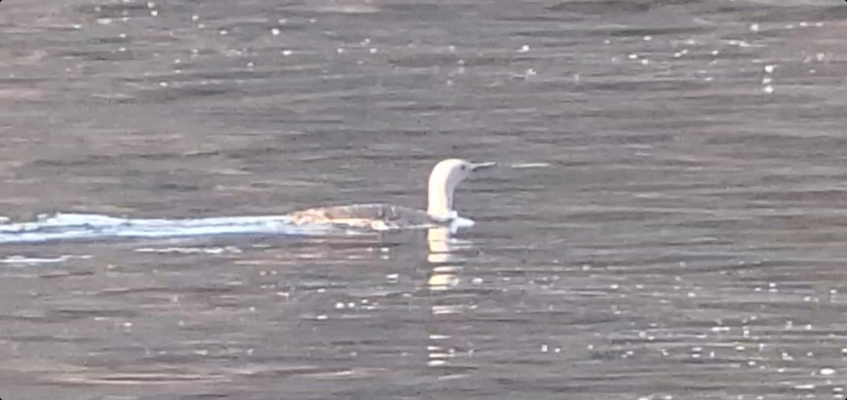 Red-throated Loon - ML579774021