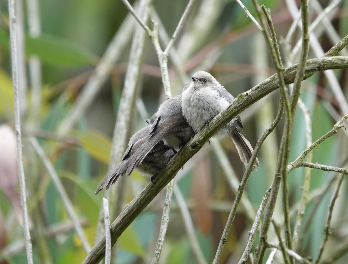 Bushtit - ML579775571