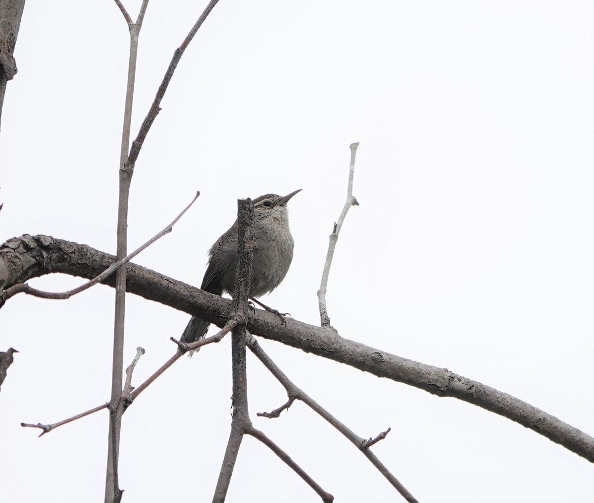 Bewick's Wren - ML579775641