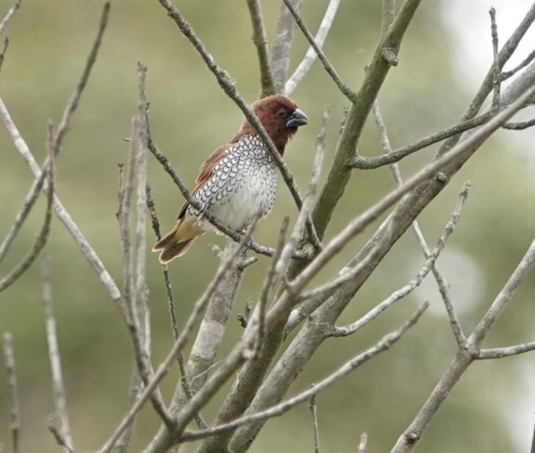 Scaly-breasted Munia - Sylvia Afable