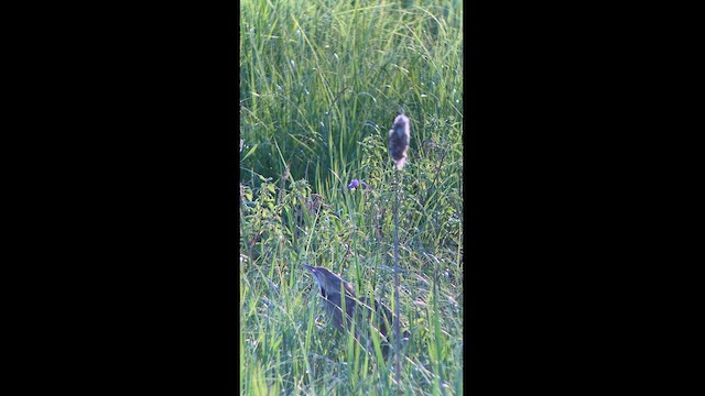 American Bittern - ML579776461