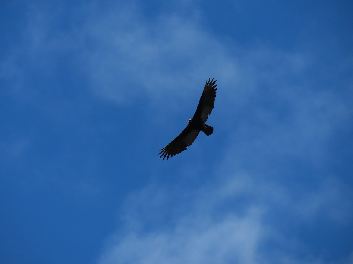 Greater Yellow-headed Vulture - ML579776901