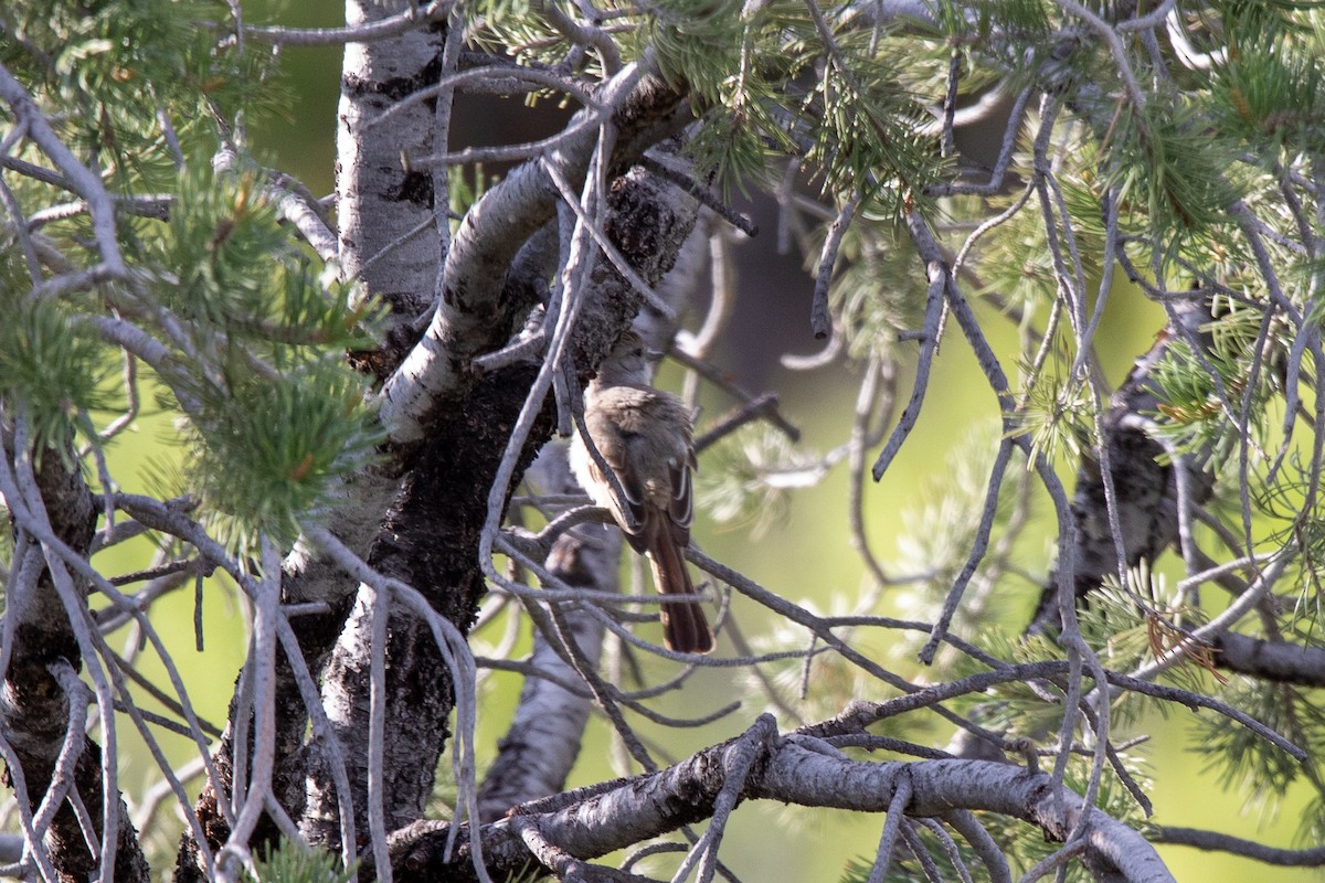 Ash-throated Flycatcher - ML579777461