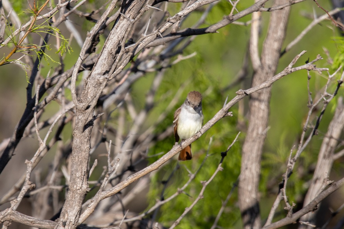 Ash-throated Flycatcher - ML579777481