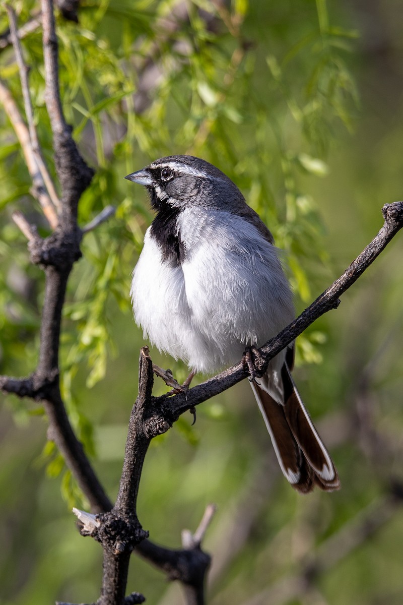 Black-throated Sparrow - ML579777671