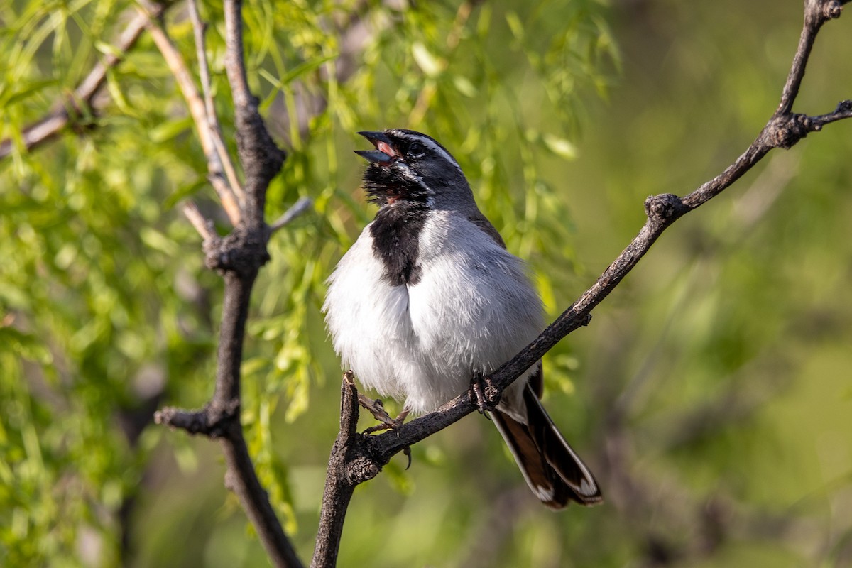 Black-throated Sparrow - ML579777681