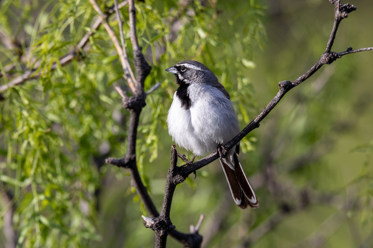 Black-throated Sparrow - ML579777691