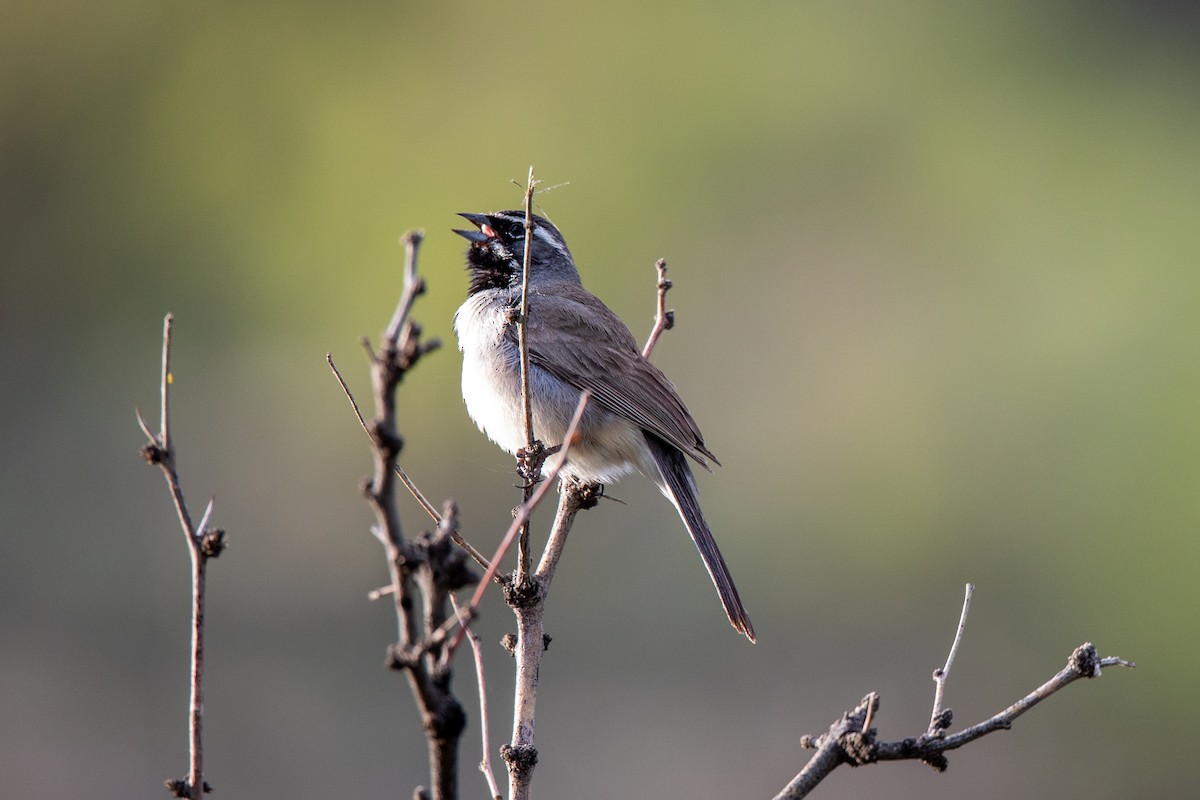 Black-throated Sparrow - ML579777701