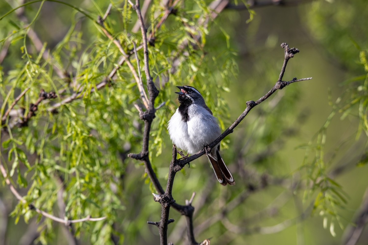 Black-throated Sparrow - ML579777711