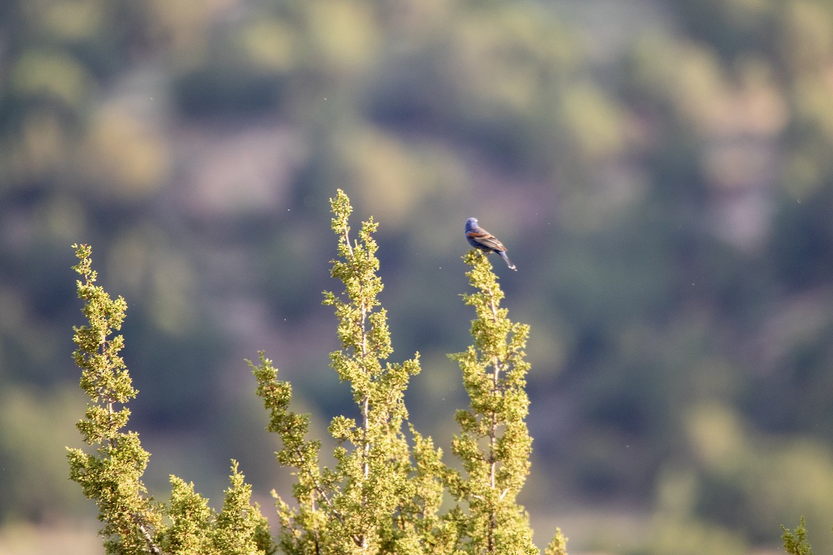 Blue Grosbeak - ML579777851