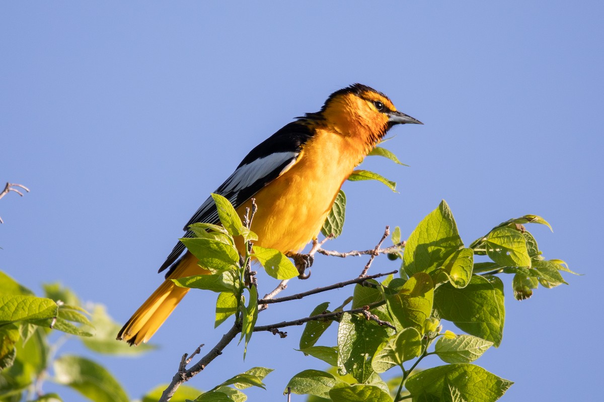 Bullock's Oriole - ML579779331