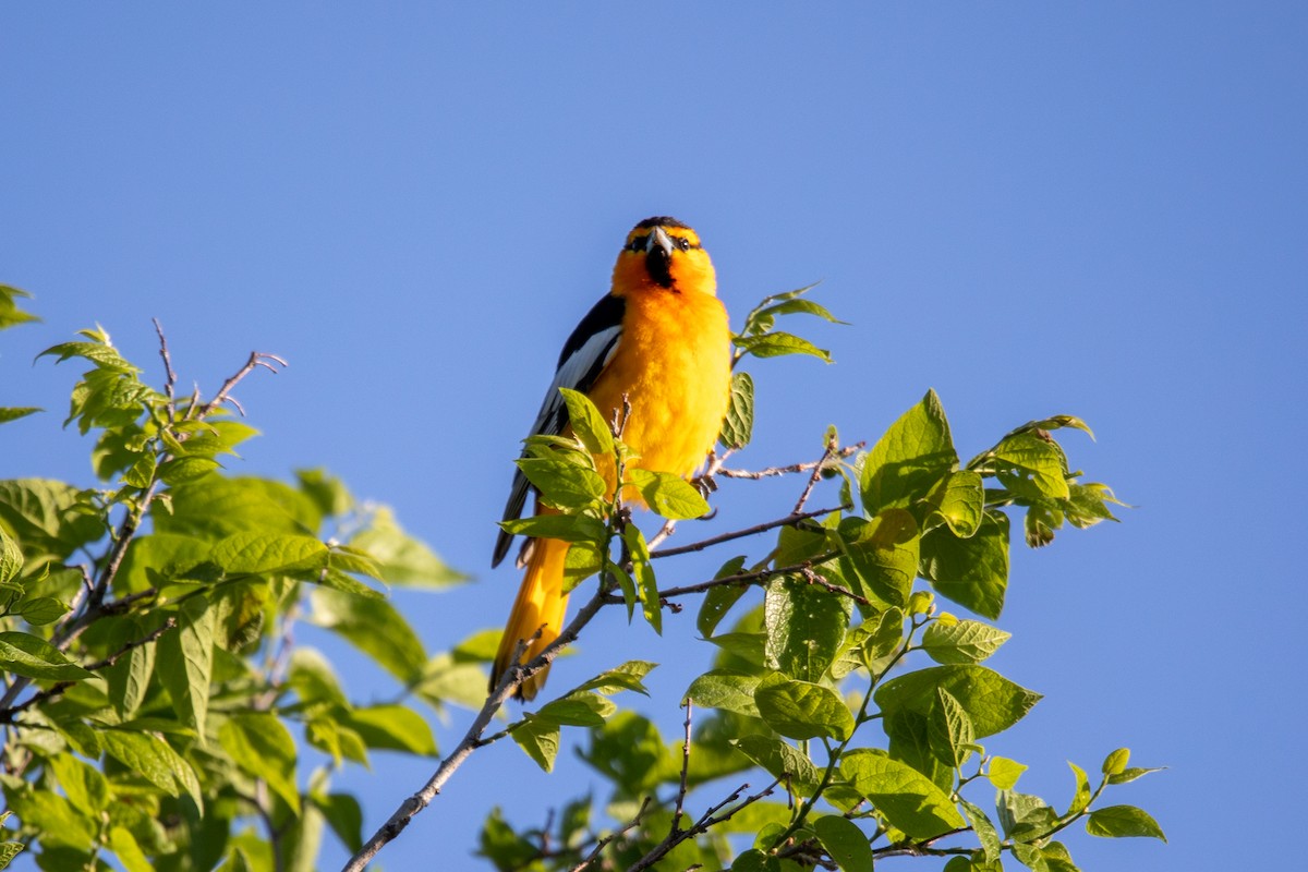 Bullock's Oriole - ML579779341