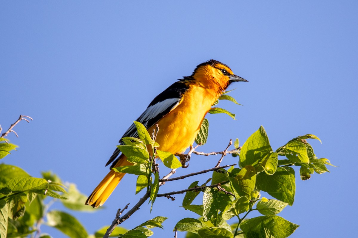 Bullock's Oriole - ML579779351