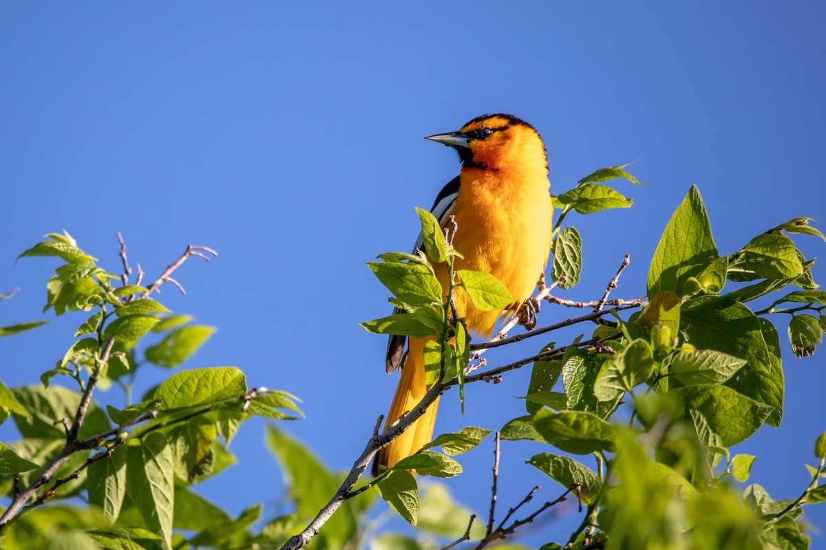 Oriole de Bullock - ML579779371