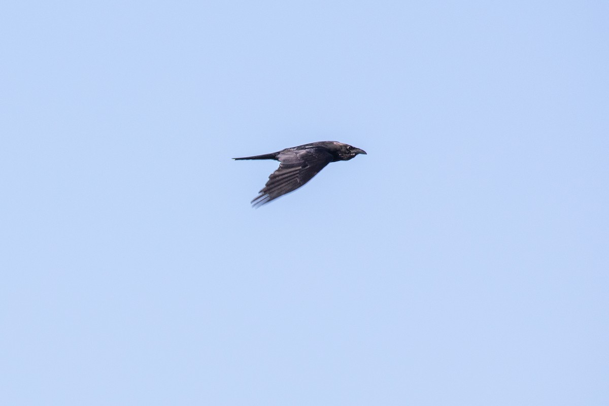 Common Raven - ML579779421