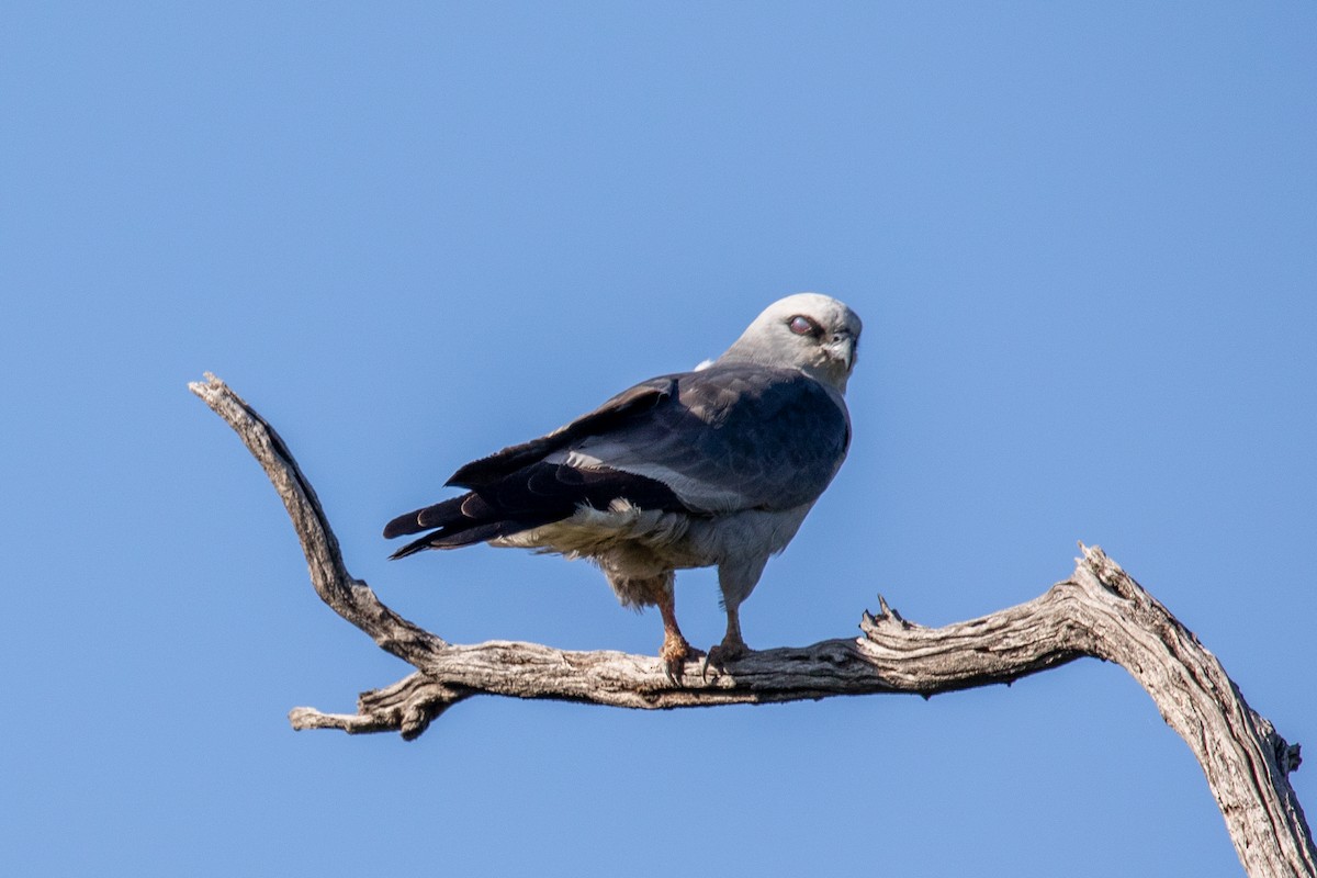 Mississippi Kite - ML579779491