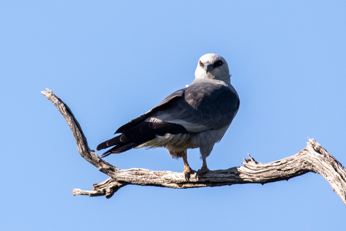 Mississippi Kite - ML579779501