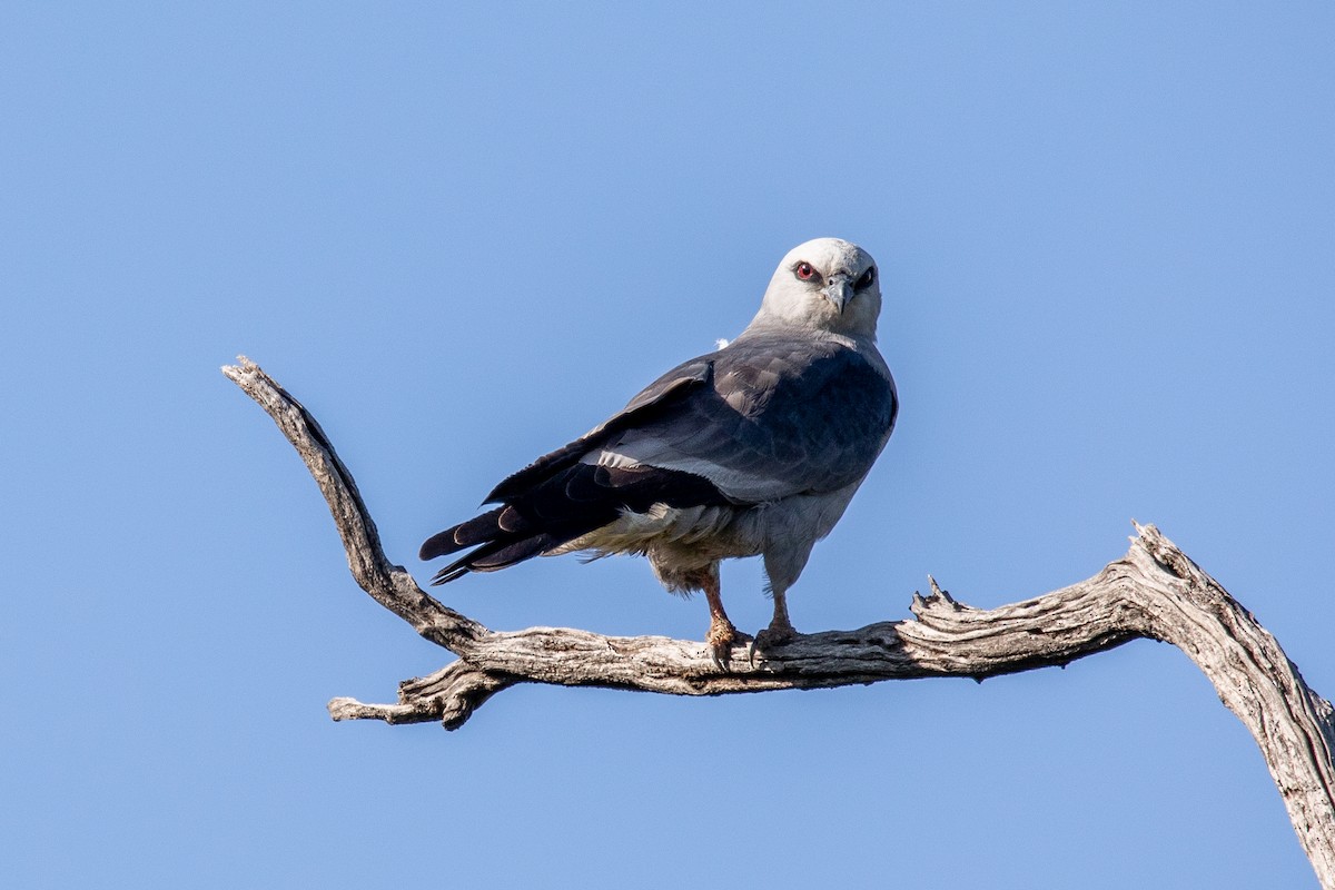 Mississippi Kite - ML579779511