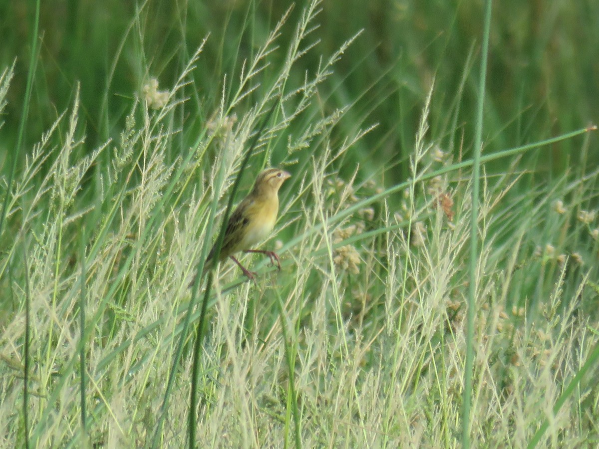 bobolink americký - ML579779531