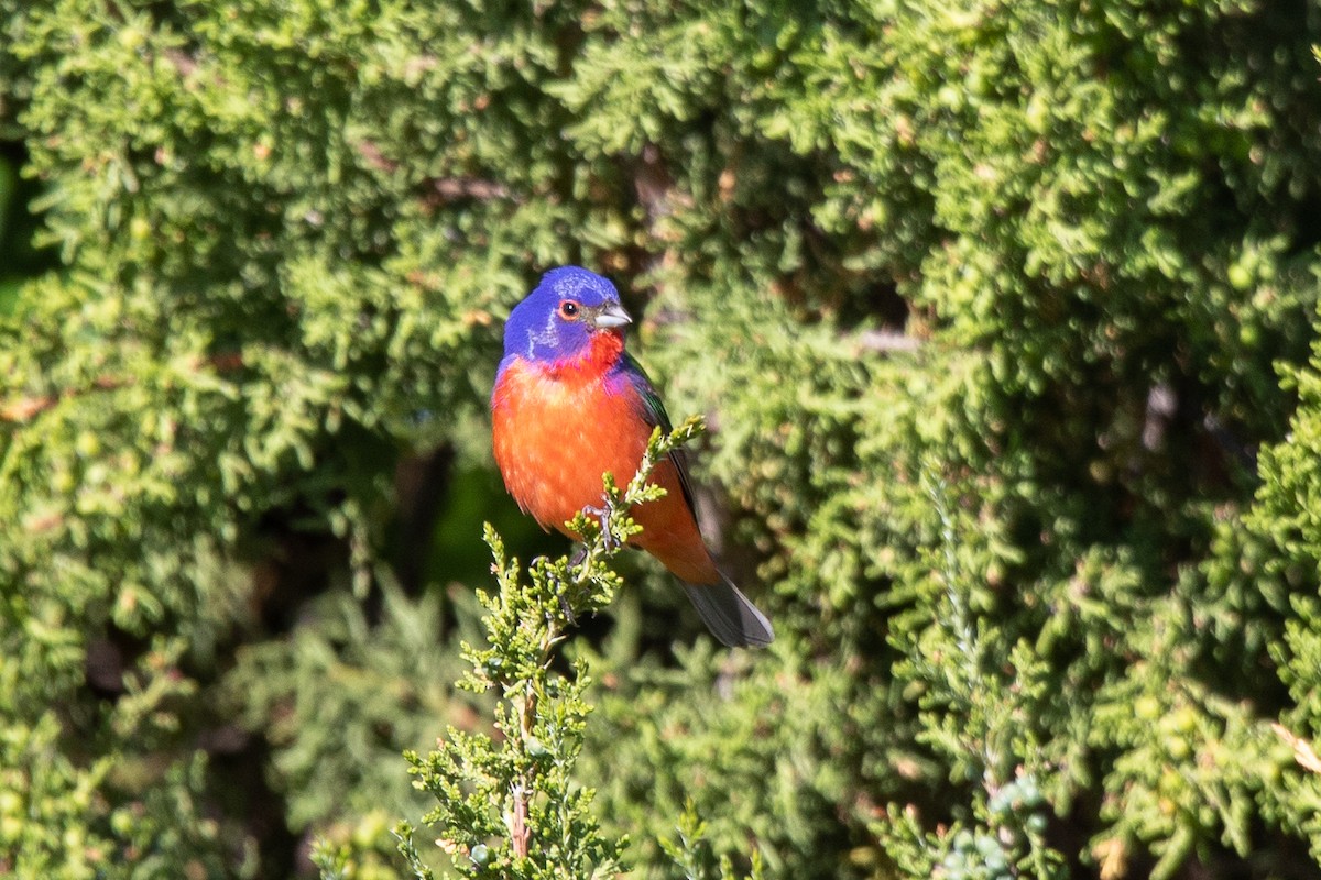 Painted Bunting - Emerson Harman