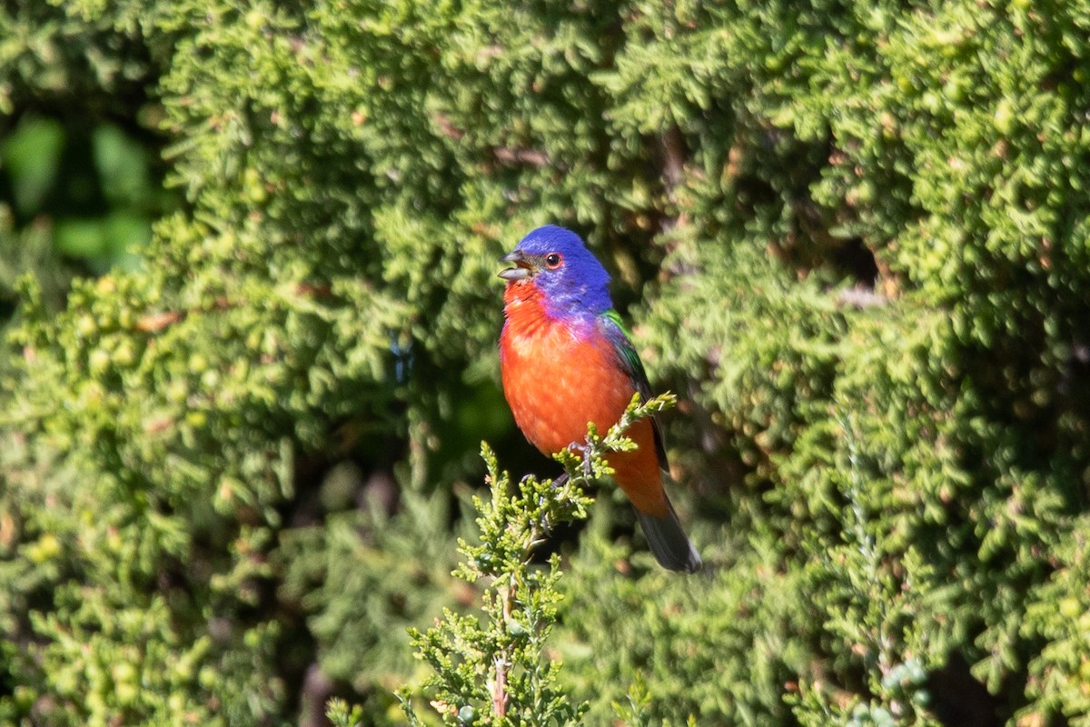 Painted Bunting - ML579779581