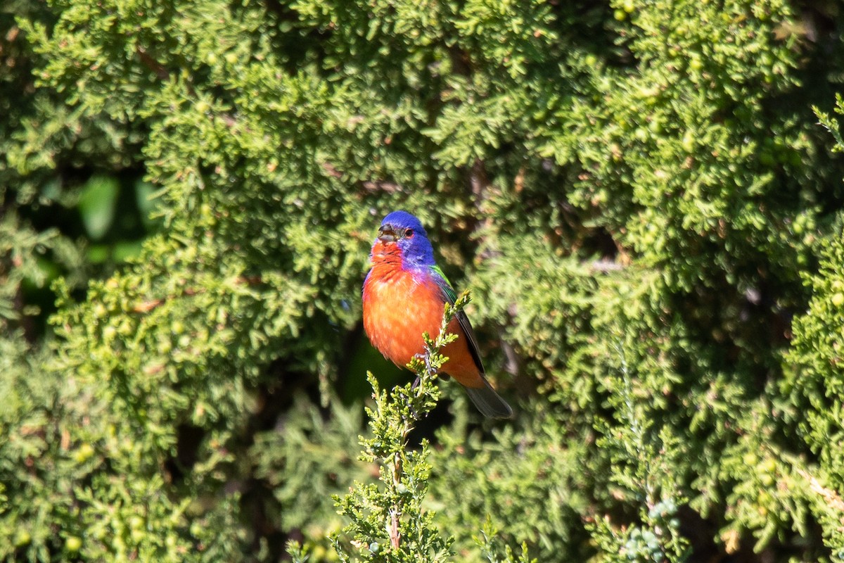 Painted Bunting - ML579779641