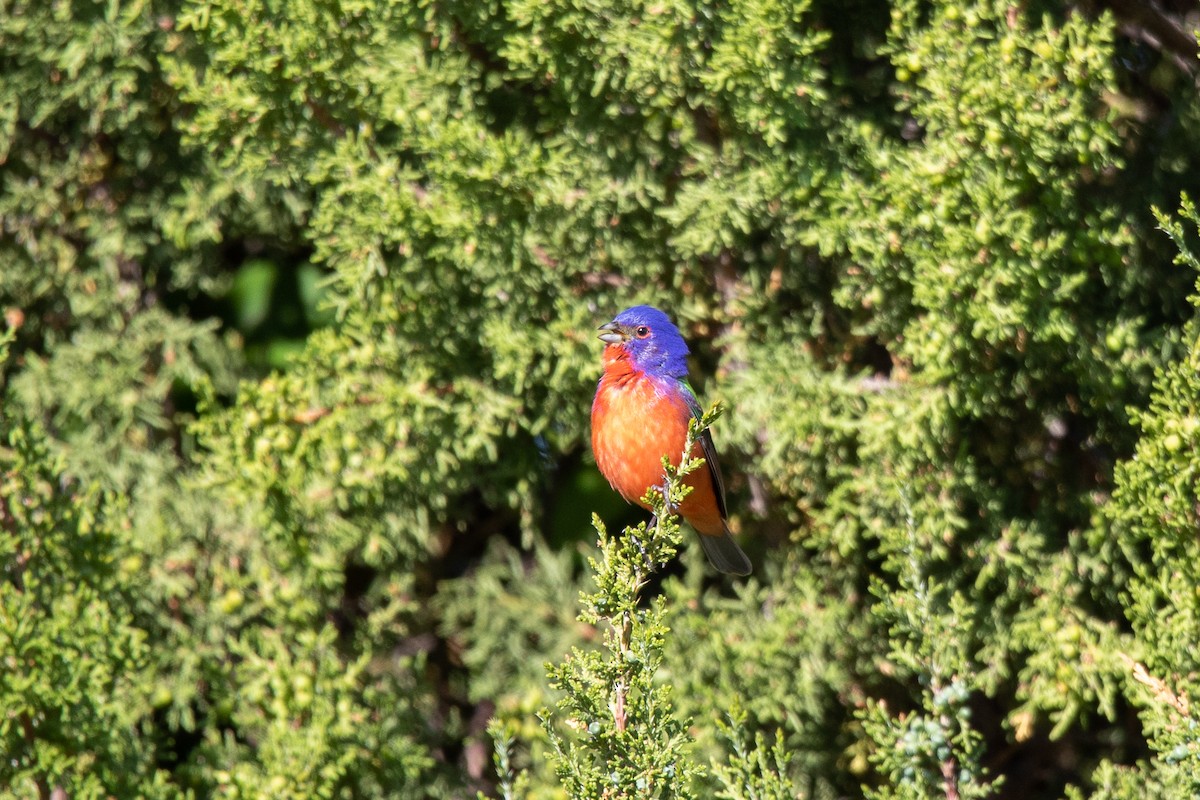 Painted Bunting - ML579779731