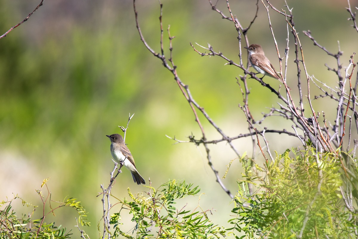 Eastern Phoebe - ML579779811