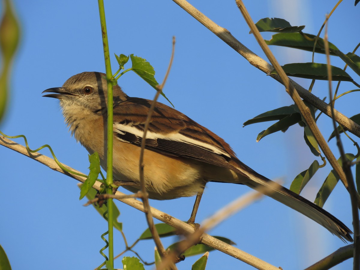 White-banded Mockingbird - Juan Manuel Zara