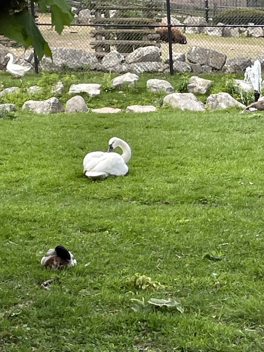 Tundra Swan - ML579780571