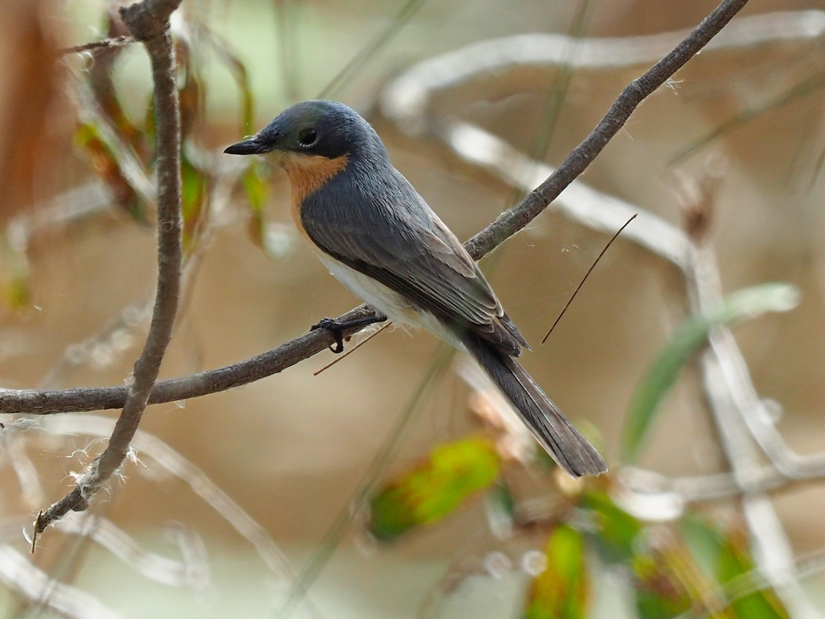 Leaden Flycatcher - Len and Chris Ezzy