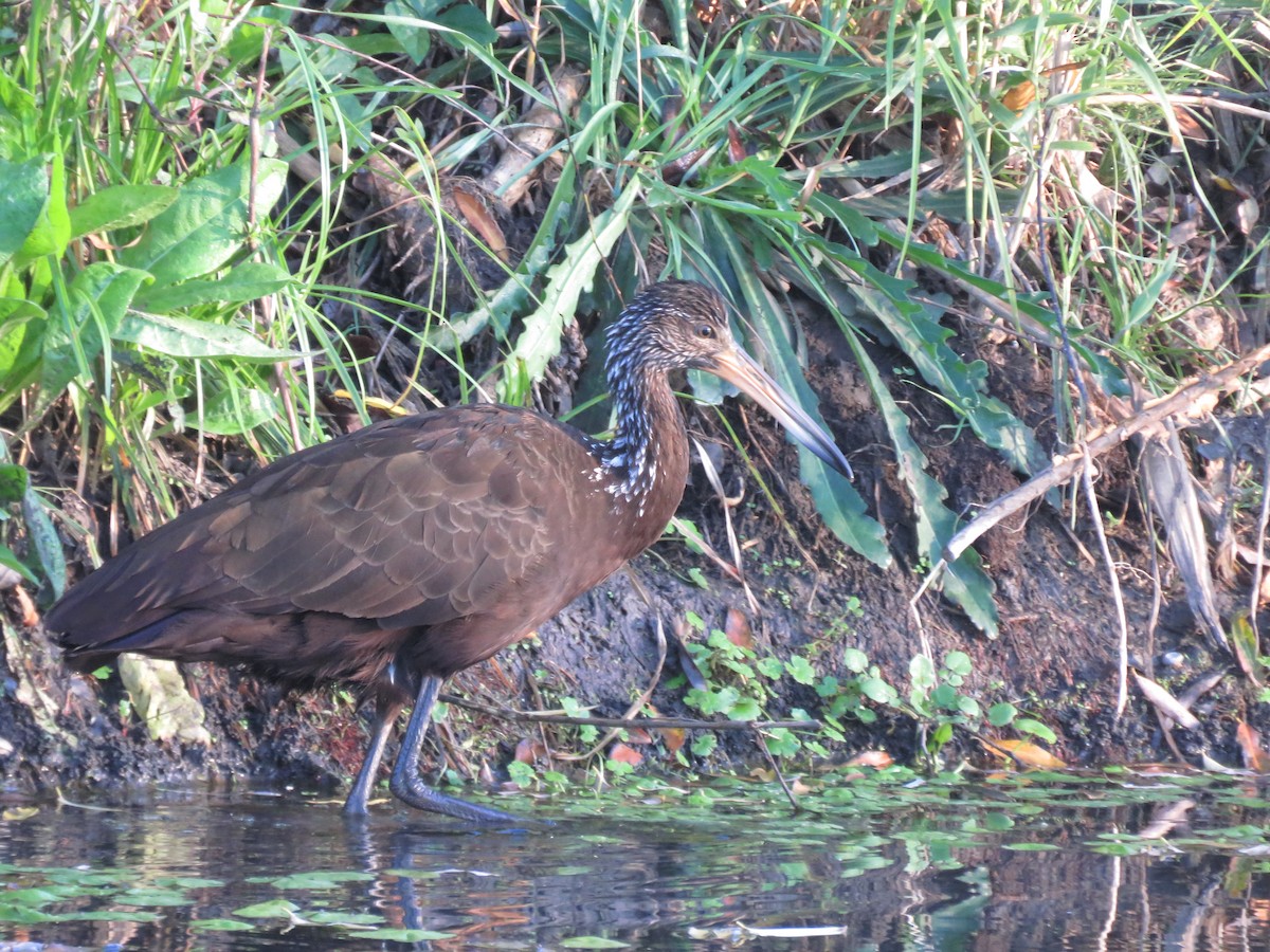 Limpkin - ML579781191