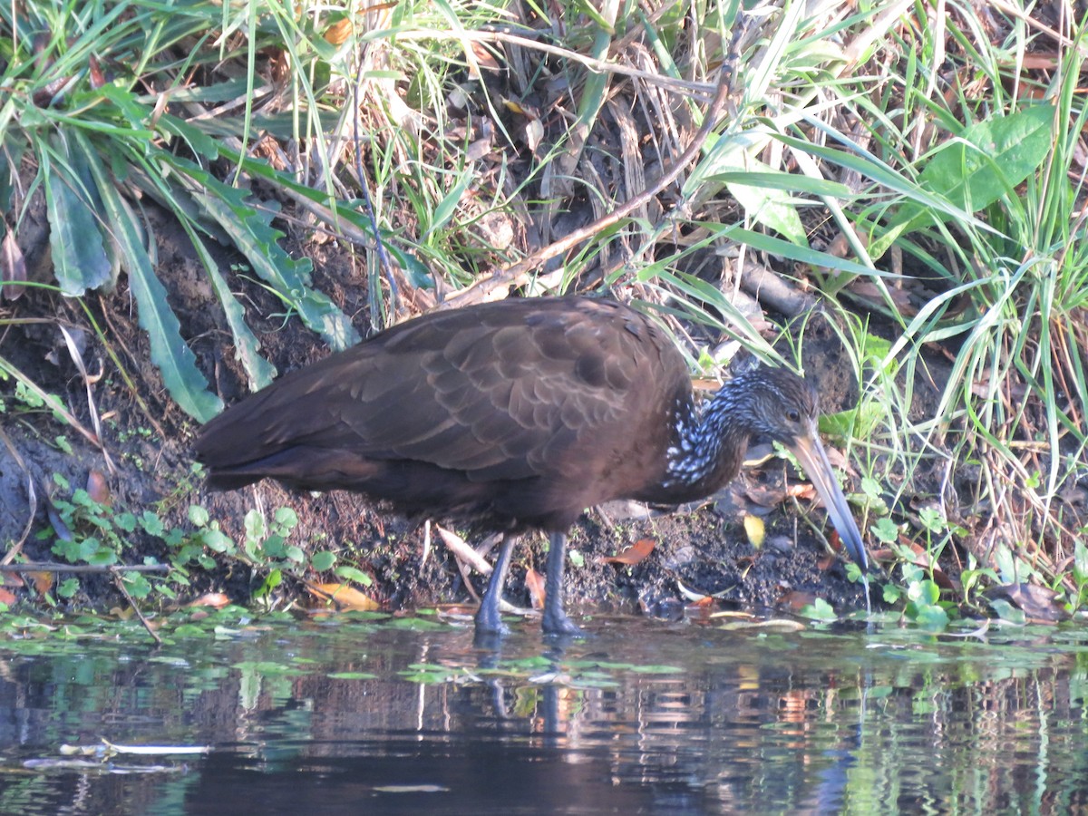 Limpkin - ML579781211