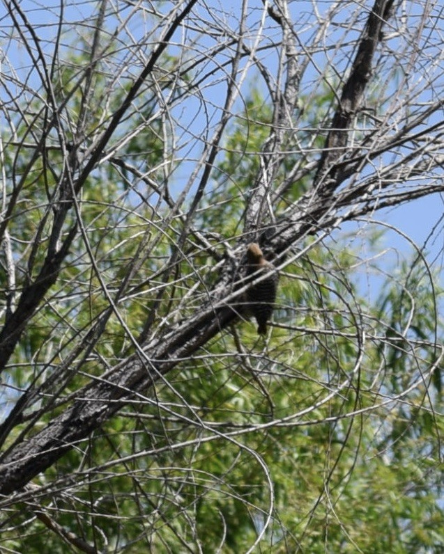Gila Woodpecker - Virginia Smith