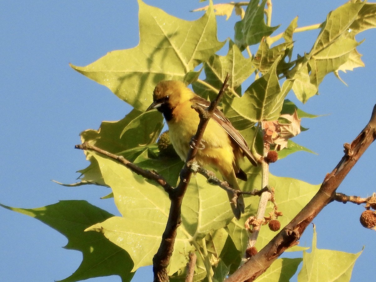 Orchard Oriole - ML579782391