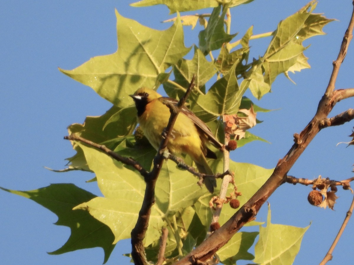 Orchard Oriole - ML579782401