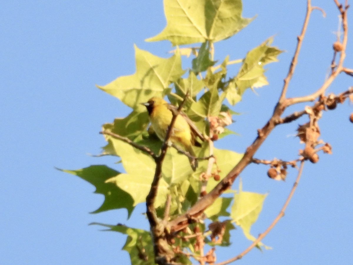Orchard Oriole - ML579782411