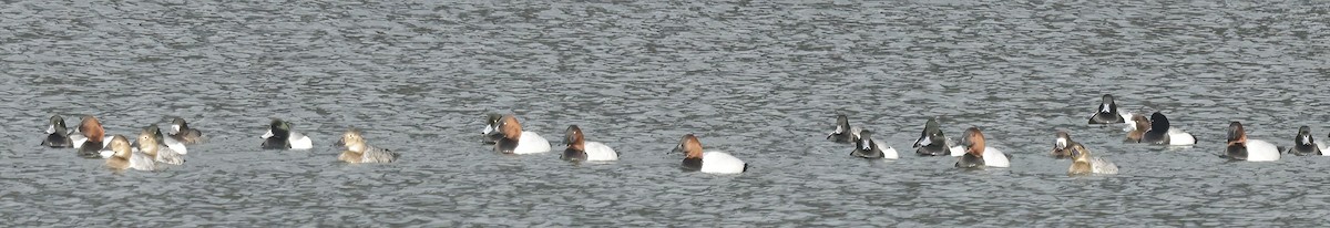 Canvasback - Jim Stasz