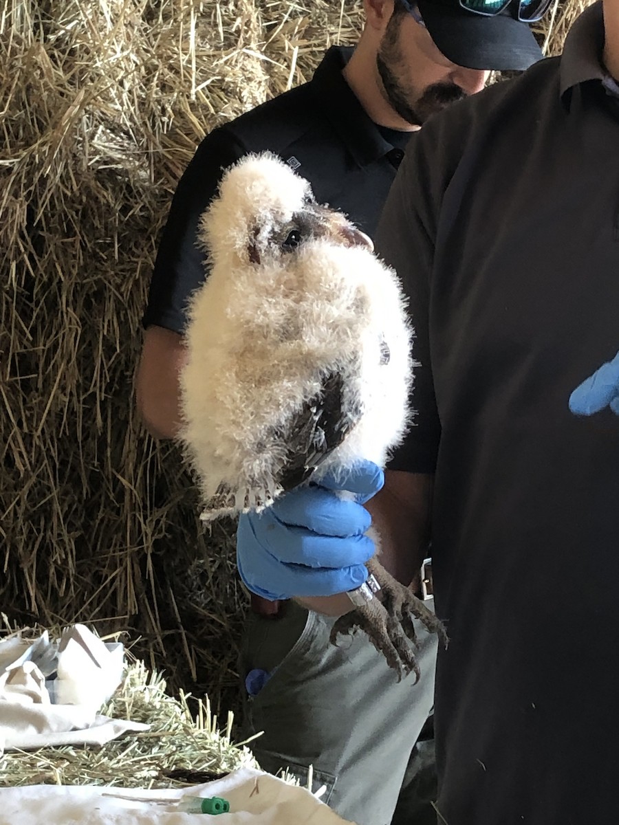 sova americká - ML579784791