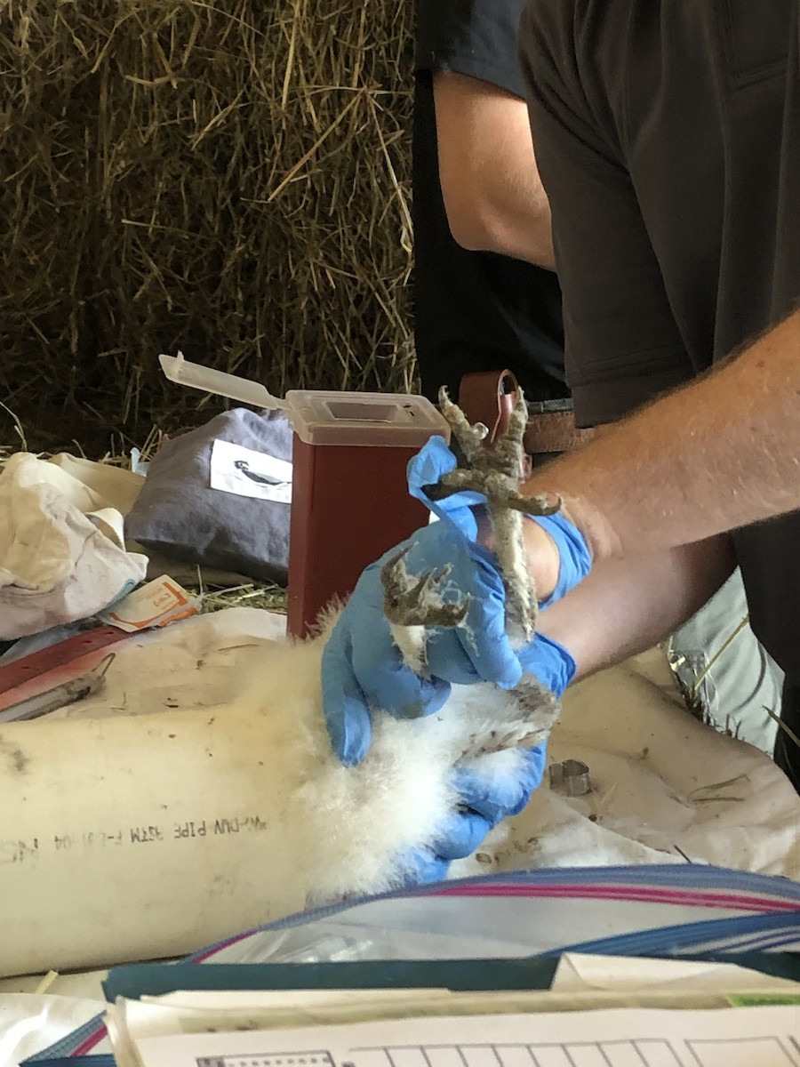 sova americká - ML579784801