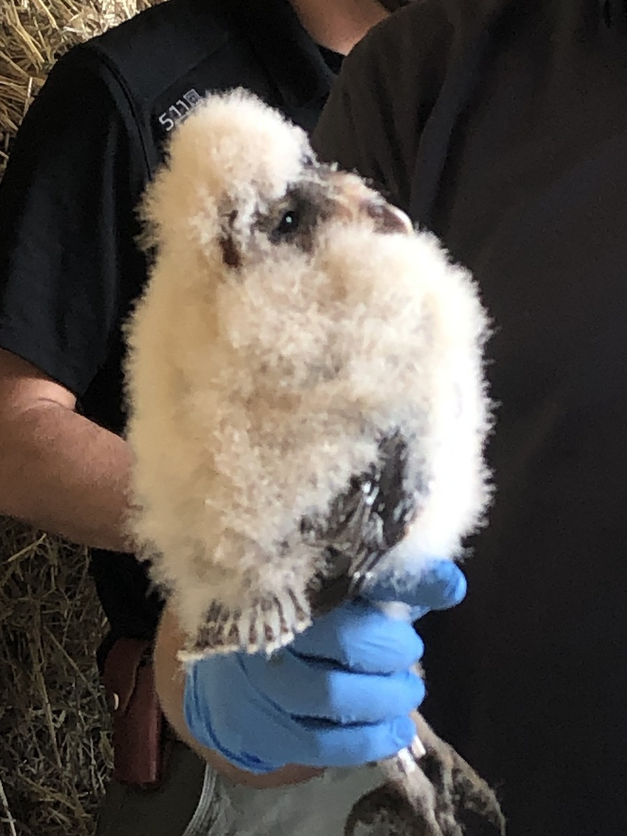 sova americká - ML579784811