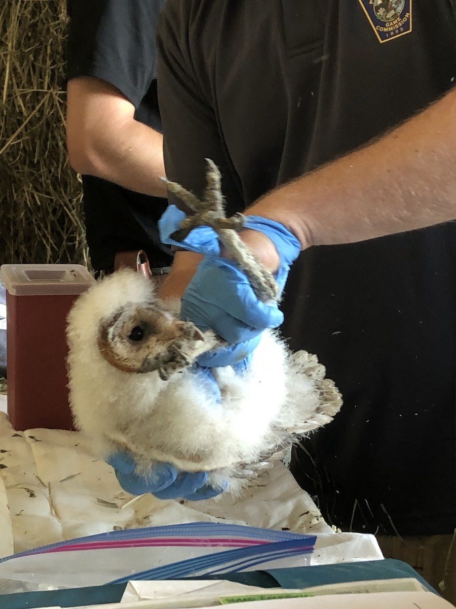 sova americká - ML579784821