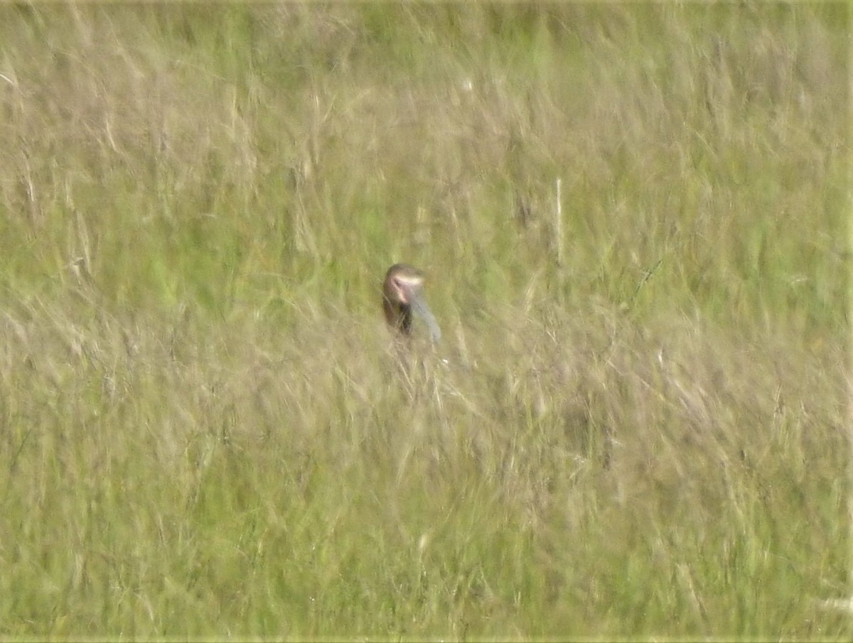 White-faced Ibis - ML579786541