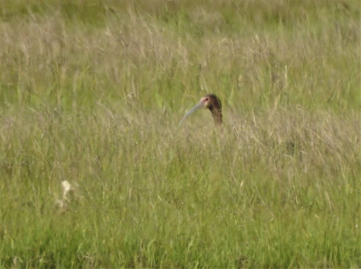 White-faced Ibis - ML579786731