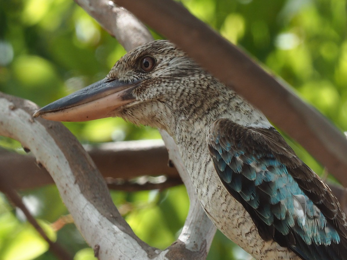 Blue-winged Kookaburra - ML57978761