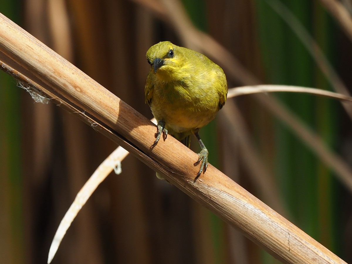 Yellow Honeyeater - ML57978791