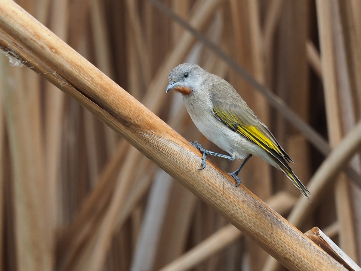 Rufous-throated Honeyeater - ML57978801